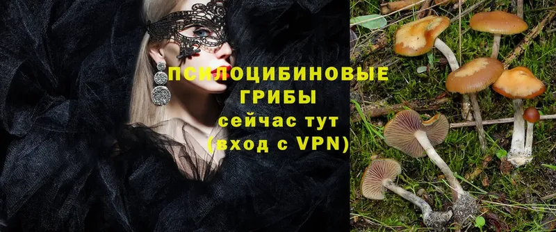 Псилоцибиновые грибы Psilocybe  Клин 